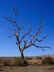 Photo Gallery of Dry Tree - John Parker