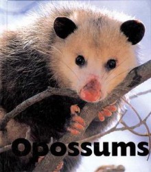 Opossums - Sandra Lee