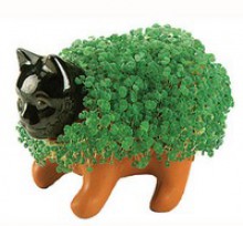 Chia Pet Hell - Tam Ames