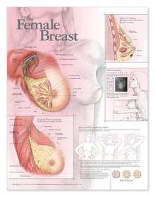 CHART: The Female Breast Anatomical Chart - NOT A BOOK