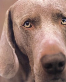 William Wegman Polaroids - William Wegman