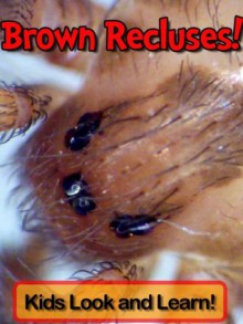 Brown Recluse Spiders! Learn About Brown Recluse Spiders and Enjoy Colorful Pictures - Look and Learn! (50+ Photos of Brown Recluse Spiders) - Becky Wolff