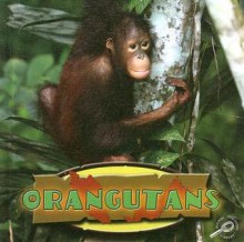 Orangutans - David Armentrout