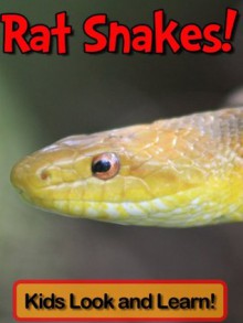 Rat Snakes! Learn About Rat Snakes and Enjoy Colorful Pictures - Look and Learn! (50+ Photos of Rat Snakes) - Becky Wolff