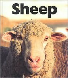 Sheep - Peter Murray