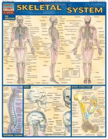 Skeletal System Laminate Reference Chart - Inc. BarCharts