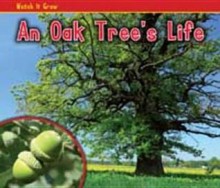 Oak Tree - Nancy Dickmann