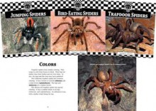 Spiders Set 1 - Tamara L. Britton