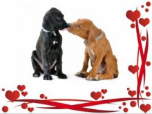 Valentines Day: Even Animals Kiss - Dan Jackson