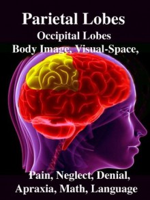 Parietal Lobes: Occipital Lobes, Body Image, Visual-Space, Pain, Neglect, Denial, Apraxia, Math, Language - R. Joseph