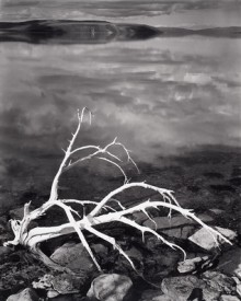 White Branches, Mono Lake, California, 1947 - Ansel Adams