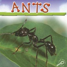 Ants - Jason Cooper