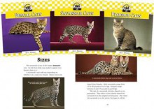 Checkerboard Animal Library: Cats - Jill C. Wheeler