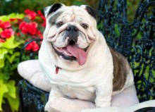 Just Bulldogs Jigsaw Puzzle - Willow Creek Press