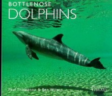 Bottlenose Dolphins - Paul Thompson