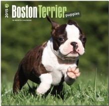 Boston Terrier Puppies 2015 Square 12x12 (Multilingual Edition) - BrownTrout