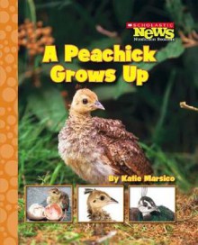 A Peachick Grows Up - Katie Marsico