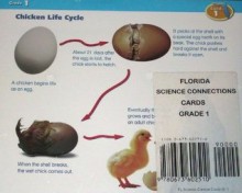 Scott Foresman Science (Florida Science Connections Learning Cards, Grade 1) - Scott Foresman