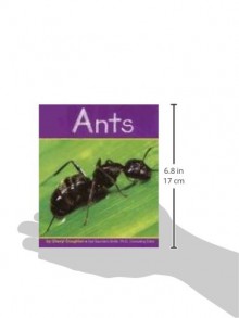 Ants (Insects) - Cheryl Coughlan