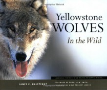 Yellowstone Wolves in the Wild - James C. Halfpenny