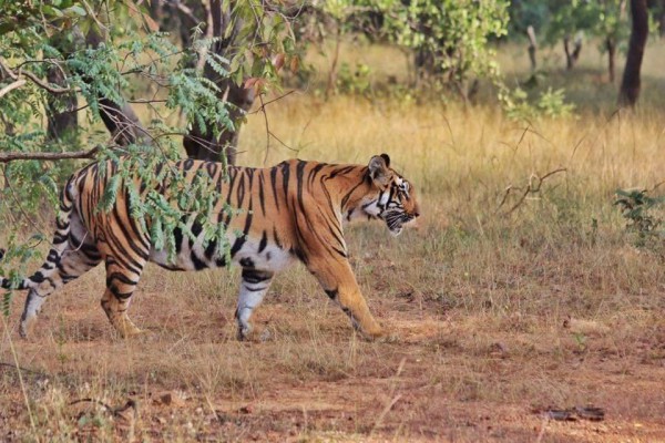 Tadoba Tiger Sightings