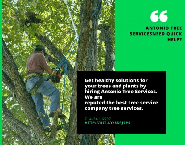 tree services, tree trimming, tree removal,tree prune
