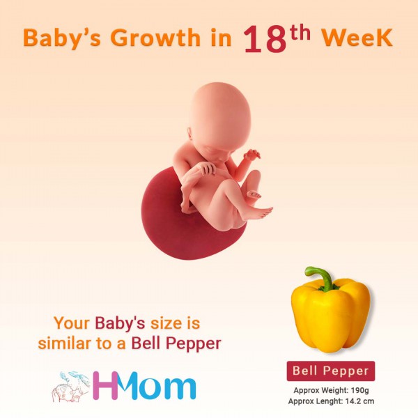 In the 18th week, the baby continues to grow and your body is adapting to the changes due to this growth.  