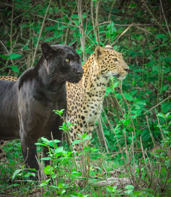 Black Panther Sightings At Kabini (Nagarhole National Park)