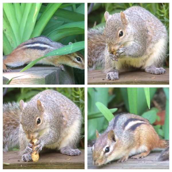 Squirrel and chipmunk