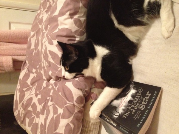 My little kitty stealing my book