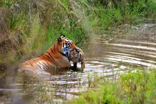 Tadoba National Park