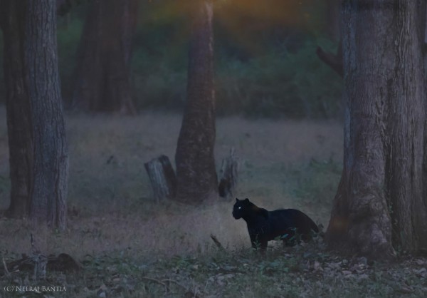 Nagarhole National Park (Kabini Wildlife Sanctuarys) 