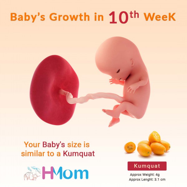 You’re Baby in Week Ten 