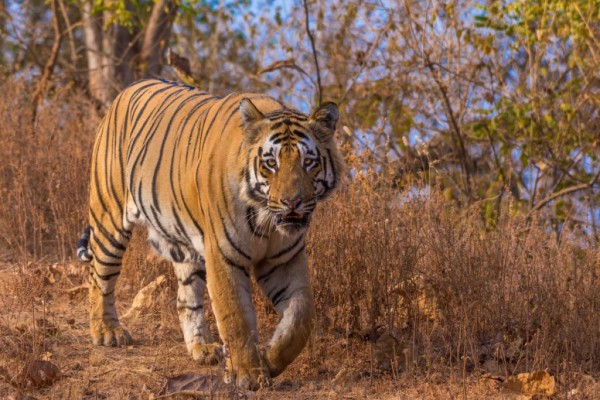 Tadoba Tiger Sightings