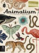 Animalium: Jenny Broom - Jenny Broom, Katie Scott