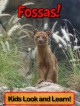 Fossas! Learn About Fossas and Enjoy Colorful Pictures - Look and Learn! (50+ Photos of Fossas) - Becky Wolff