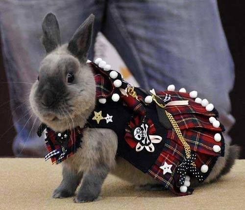 Q: What do you call a bunny in a kilt? A: Hopscotch.