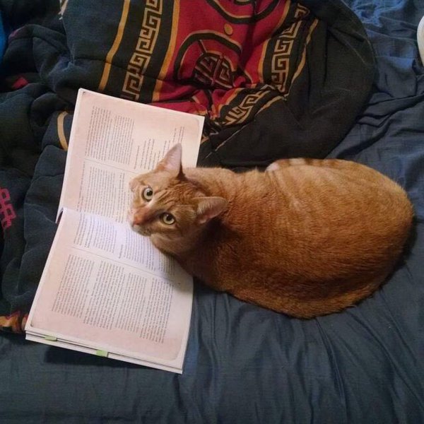 Go Away Im Reading!