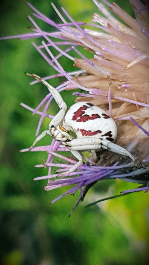 Beautiful Beneficials: Crab Spiders