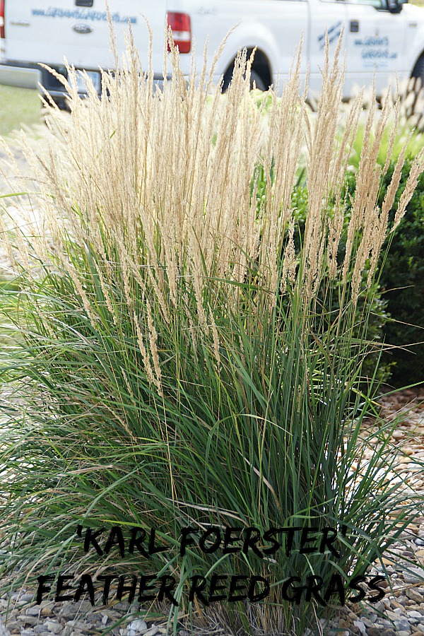 Landscaping With Perennial - Karl Foerster Feather Reed Grass 