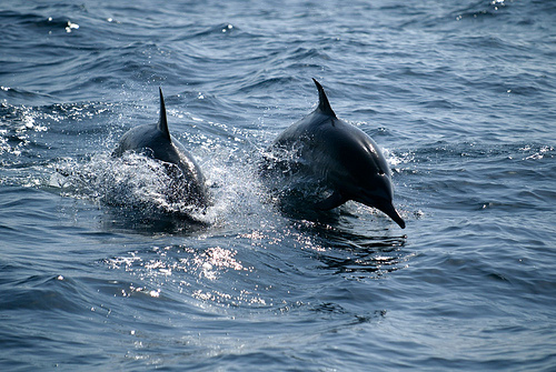 Dolphins in Oman