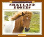 Shetland Ponies - Pamela Dell