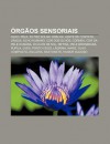 RG OS Sensoriais: Olho, Pele, Filtro Solar, Orelha, Lente de Contato, L Ngua, Olho Humano, Cor DOS Olhos, C Rnea, Cor Da Pele Humana - Source Wikipedia