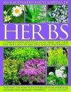 An Illustrated Encyclopedia of Herbs: A comprehensive A-Z of herbs and their uses with 700 color photographs - Jessica Houdret