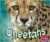 Cheetahs - Deborah Nuzzolo, Gail Saunders-Smith