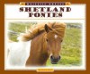 Shetland Ponies - Pamela Dell