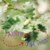 Acorn to Oak Tree - Camilla De la Bédoyère