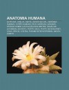 Anatomia Humana: Estatura, Orelha, Dente, RG O Sexual, Abd Men Humano, Corpo Humano, Face, N Degas, Nanismo - Source Wikipedia