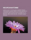 Neuroanatomie: Corps Calleux, Hypothalamus, Barriere Hemato-Encephalique, Glande Pineale, Cerveau, Anatomie de La Barriere Hemato-Enc - Livres Groupe