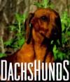 Dachshunds - Ariel Books